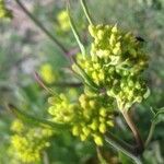Brassica nigra 花