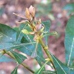 Myrica cerifera Flower