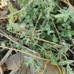 Mentha longifolia Hábitos