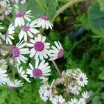 Pericallis murrayi Кветка