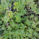 Coleus amboinicus Blatt