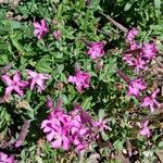 Silene schafta Flower