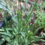 Coreopsis lanceolataFeuille