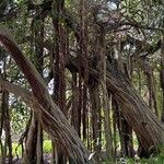 Ficus thonningii 樹皮