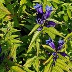 Gentiana asclepiadea फूल