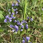 Polygala alpina Flor