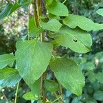 Muehlenbeckia hastulata Hoja