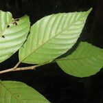 Ticodendron incognitum Hoja