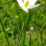 Ranunculus kuepferi Flower