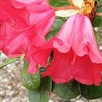 Rhododendron forrestii 花