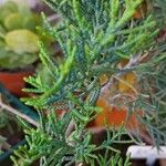 Juniperus chinensis Blatt