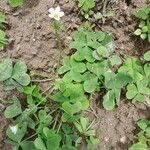 Oxalis incarnata ഇല