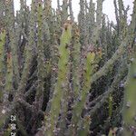 Euphorbia caducifolia Hábito