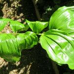 Polygonatum latifolium 葉