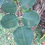 Pterocarpus rotundifolius Leaf