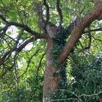 Catalpa speciosa Φλοιός