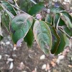 Cornus hongkongensis Blad