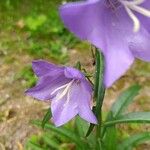 Campanula persicifoliaফুল