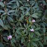 Rhododendron balfourianum Λουλούδι