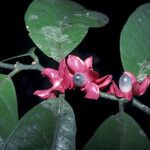 Heisteria cauliflora Flower