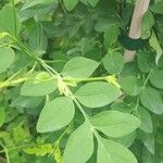 Jasminum grandiflorum Leaf