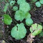 Hydrocotyle vulgarisFolha