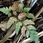 Polystichum rigens Leaf