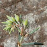 Helianthemum syriacum Blomma