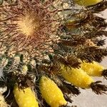 Ferocactus wislizeni 花