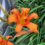 Hemerocallis fulvaVirág