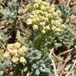 Achillea nana Агульны выгляд