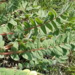 Astragalus exscapus Blatt