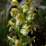 Pedicularis ascendens Flower