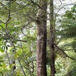 Nothofagus solandri Casca