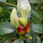 Rhododendron maddenii Flower