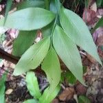 Olfersia cervina Лист