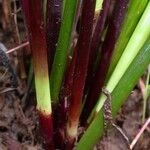 Eleocharis elegans Kôra