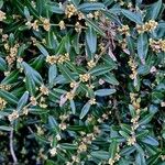 Buxus sempervirens অভ্যাস