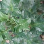 Baculellum articulatum Leaf