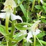 Platanthera chlorantha অভ্যাস