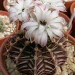 Gymnocalycium mihanovichii Habitatea