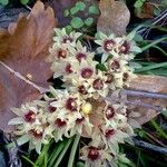 Chimonanthus praecox Fleur