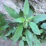 Parietaria judaica Leaf