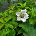 Rubus illecebrosus 花
