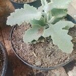Kalanchoe beharensis Hoja