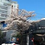 Tabebuia roseoalba Blomma