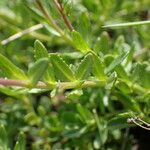 Veronica fruticans Foglia