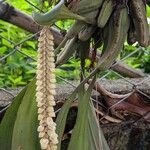 Coelogyne pallida Λουλούδι