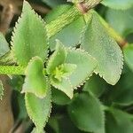 Crassula sarmentosa Leaf