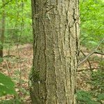 Tilia x europaea Bark